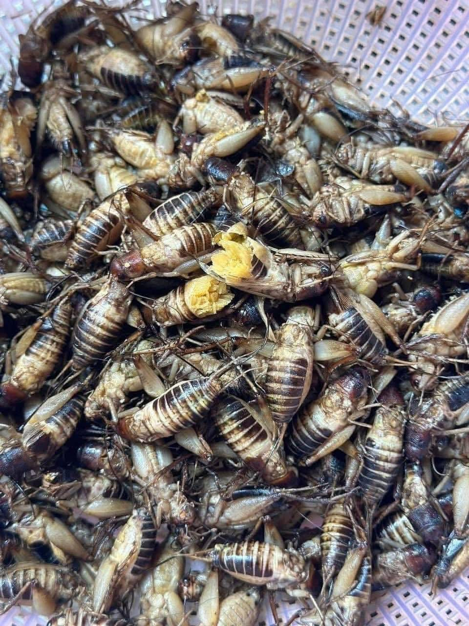 ចង្រិតពងពេញពោះធ្វើឆ្អិនស្រាប់ 500g/bag