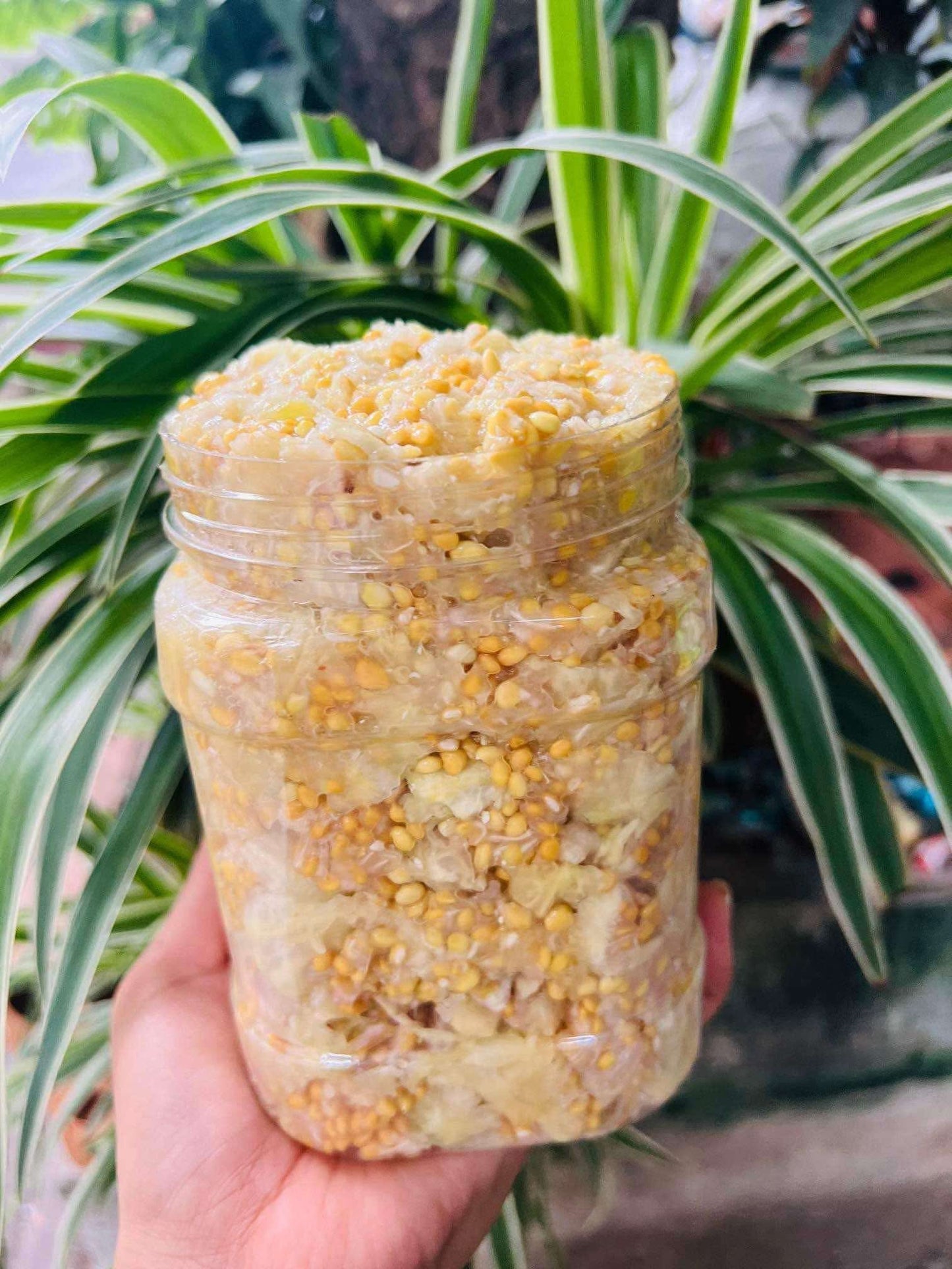 ក្រសាំងសាច់សុទ្ធ 500g/jar